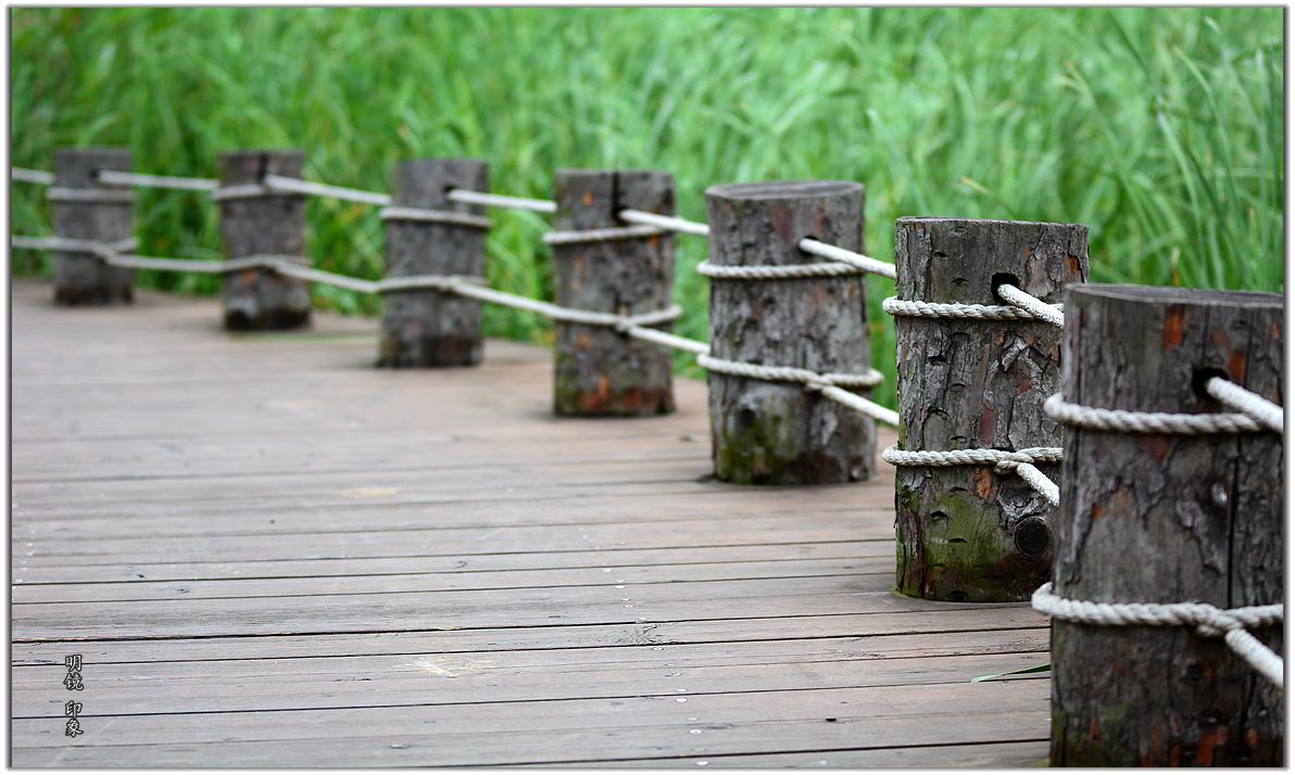 公园走走 拍 盛夏小景。