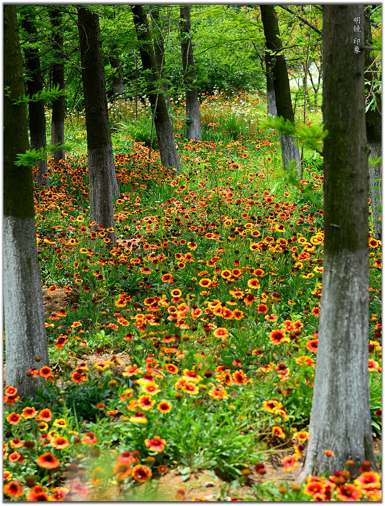 公园走走 拍 盛夏小景。