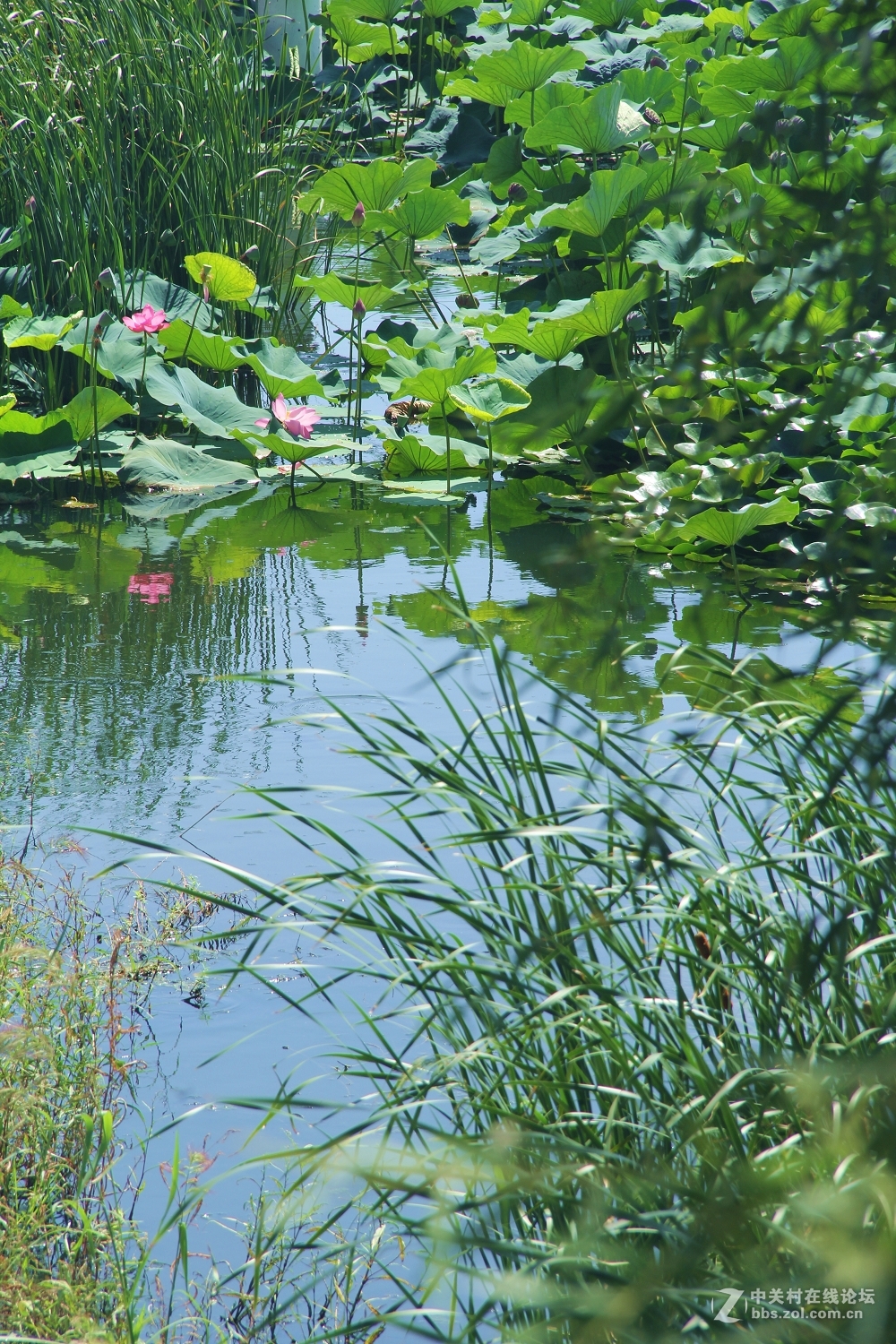 荷花池摄于哈尔滨市道里区闫家岗农场太平湖