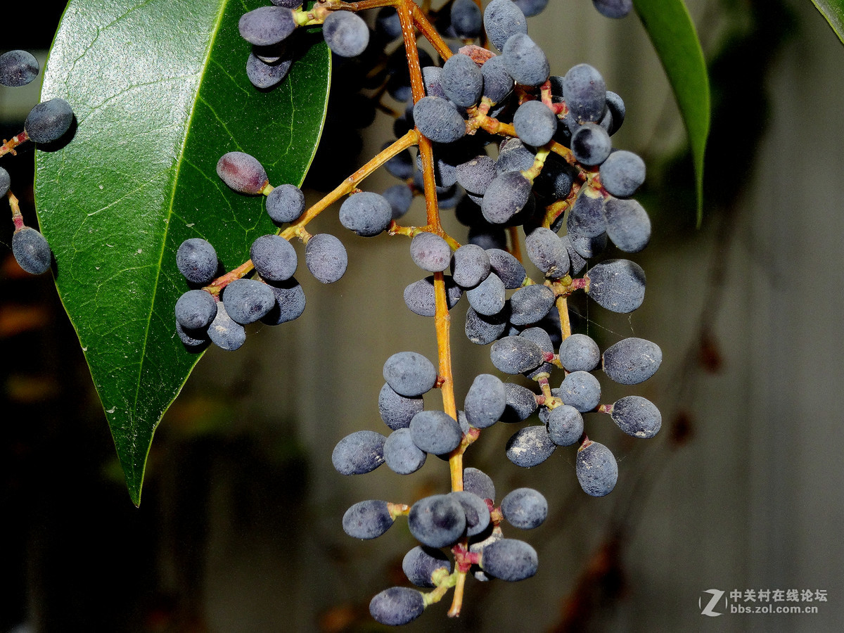 秋后的女贞子果