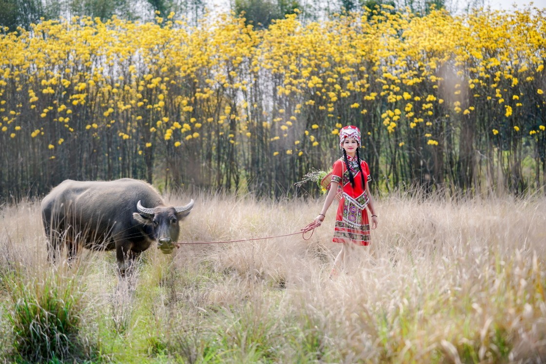 放牛的土家族女孩
