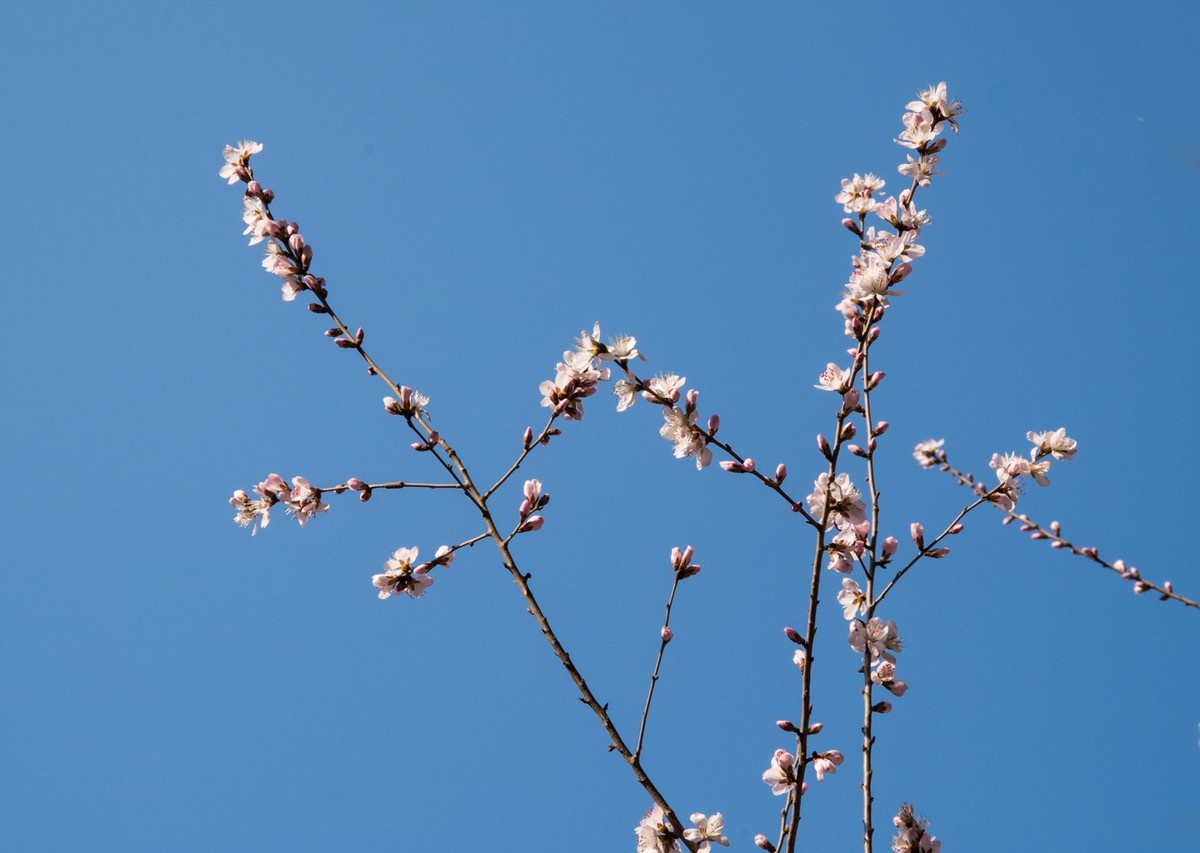 东北长春报春的桃花