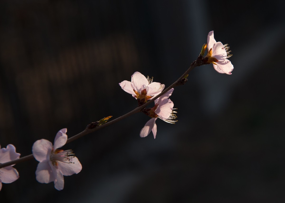 东北长春报春的桃花