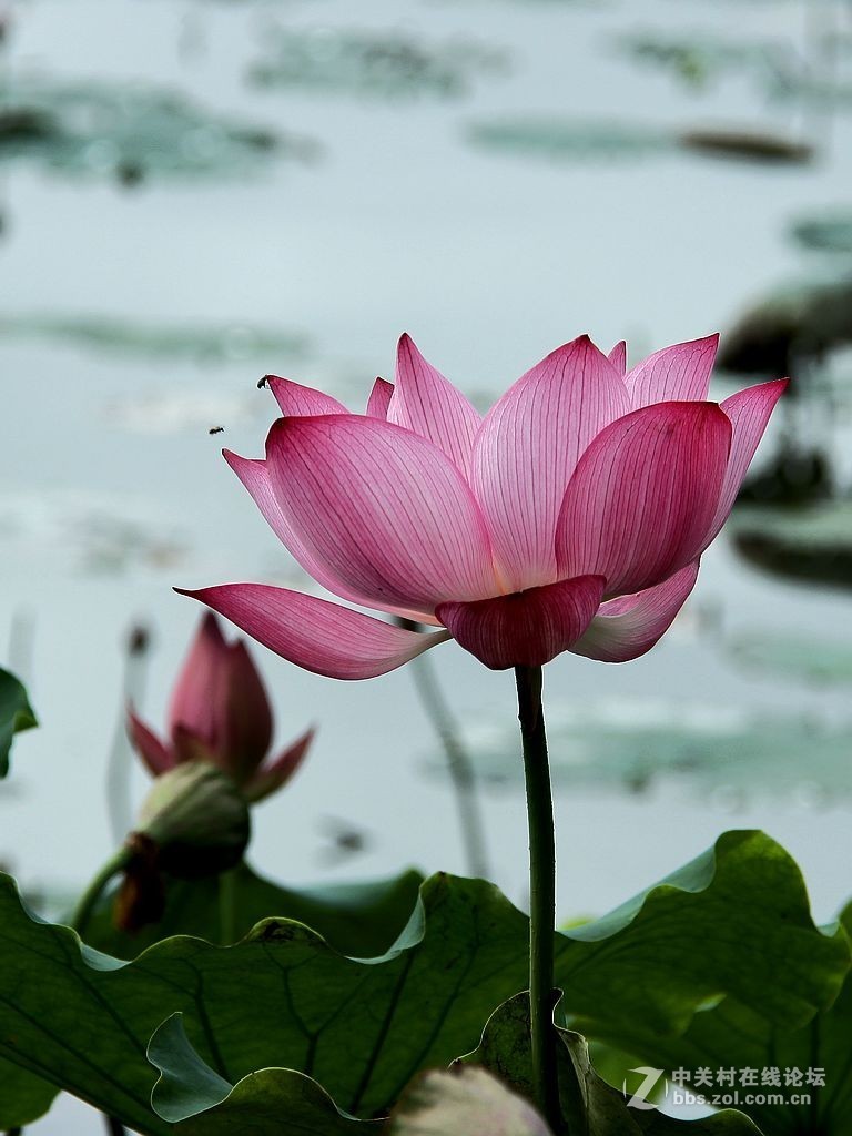 芙蓉仙子舞人間