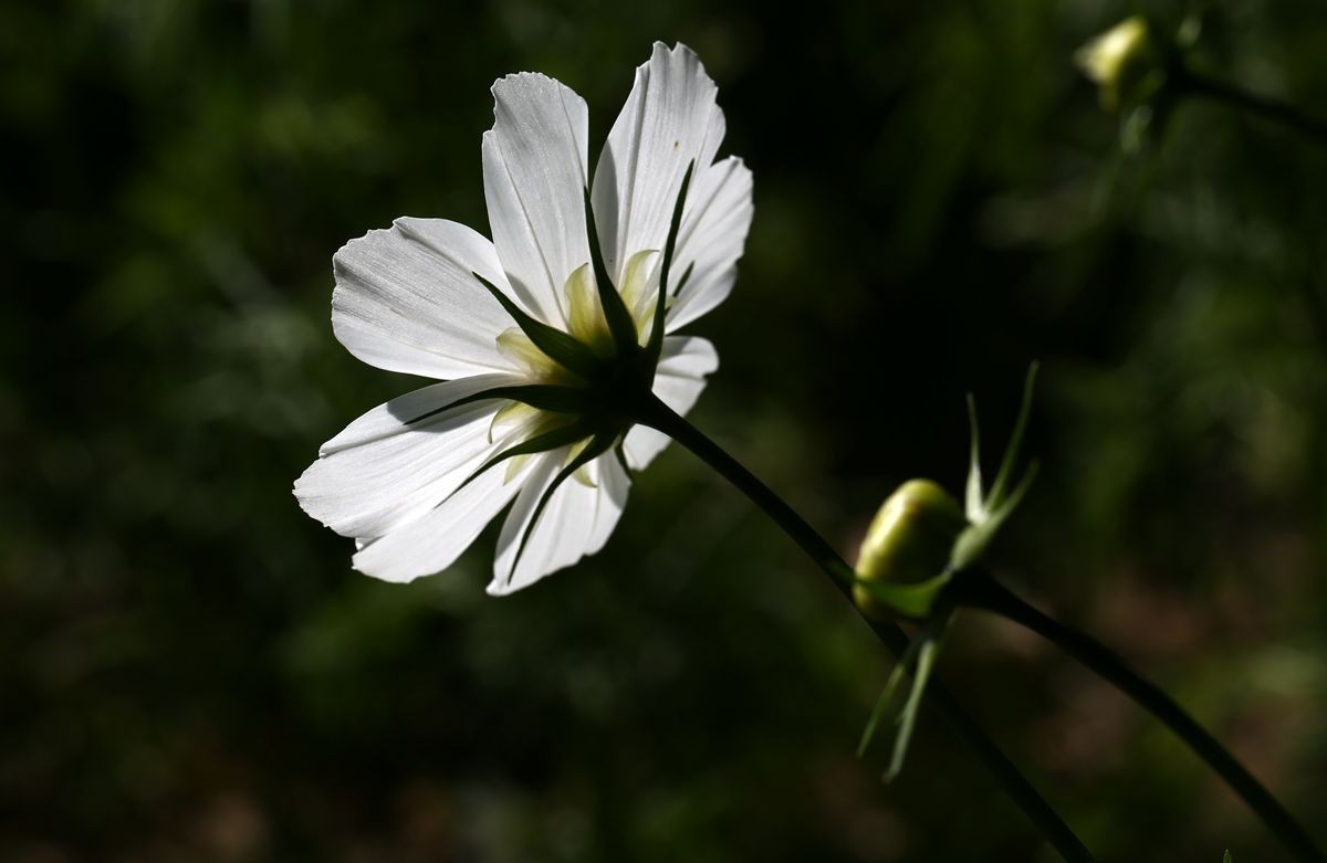 純白色格桑花