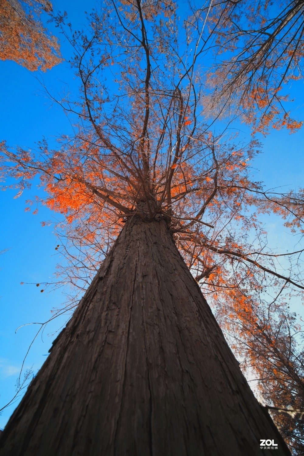 老蛙 9mm f2.8 镜头试镜随拍