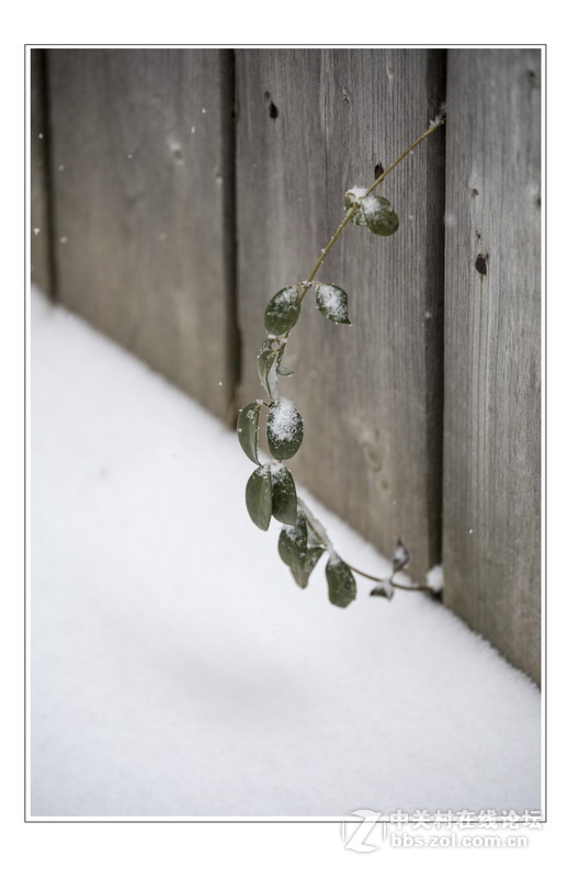 多伦多掠影（5）严冬木草篇1