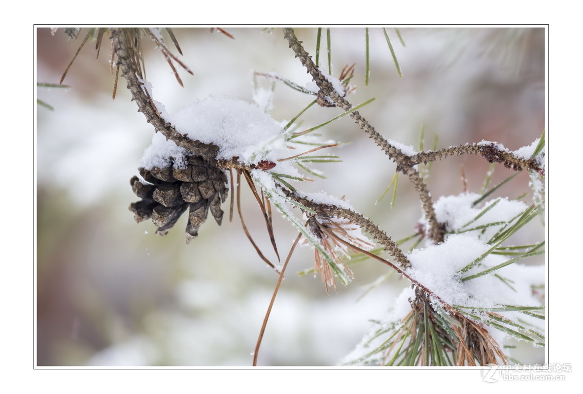 多伦多掠影（5）严冬木草篇1