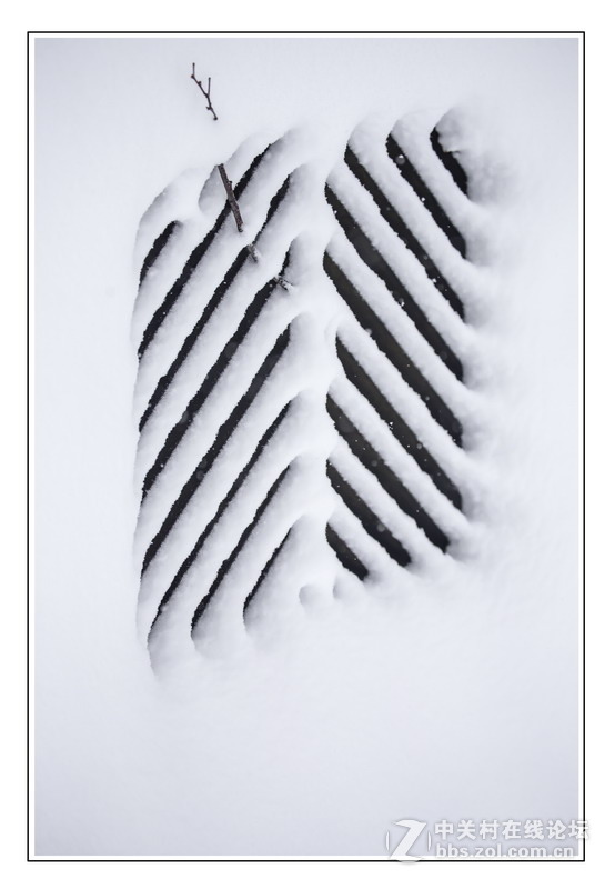 多伦多掠影（5）严冬木草篇1