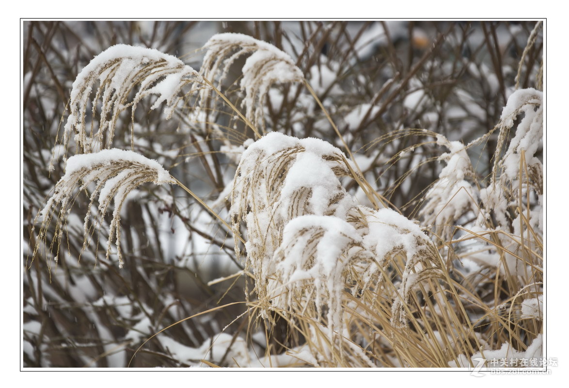 多伦多掠影（5）严冬木草篇1