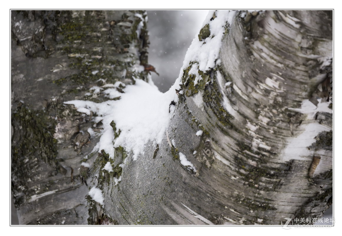 多伦多掠影（5）严冬木草篇1