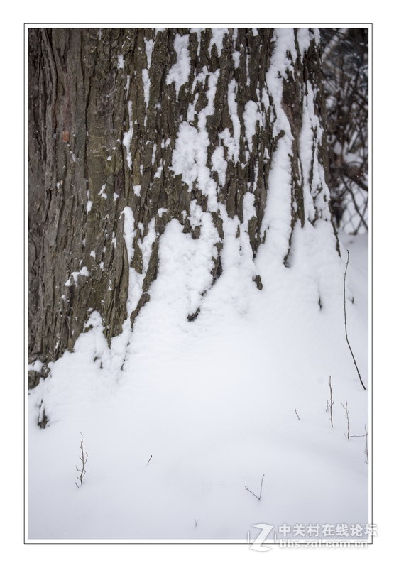 多伦多掠影（5）严冬木草篇1
