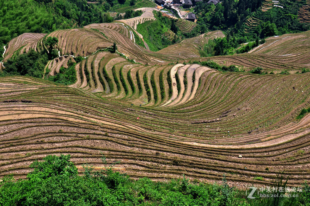 龙脊梯田掠影