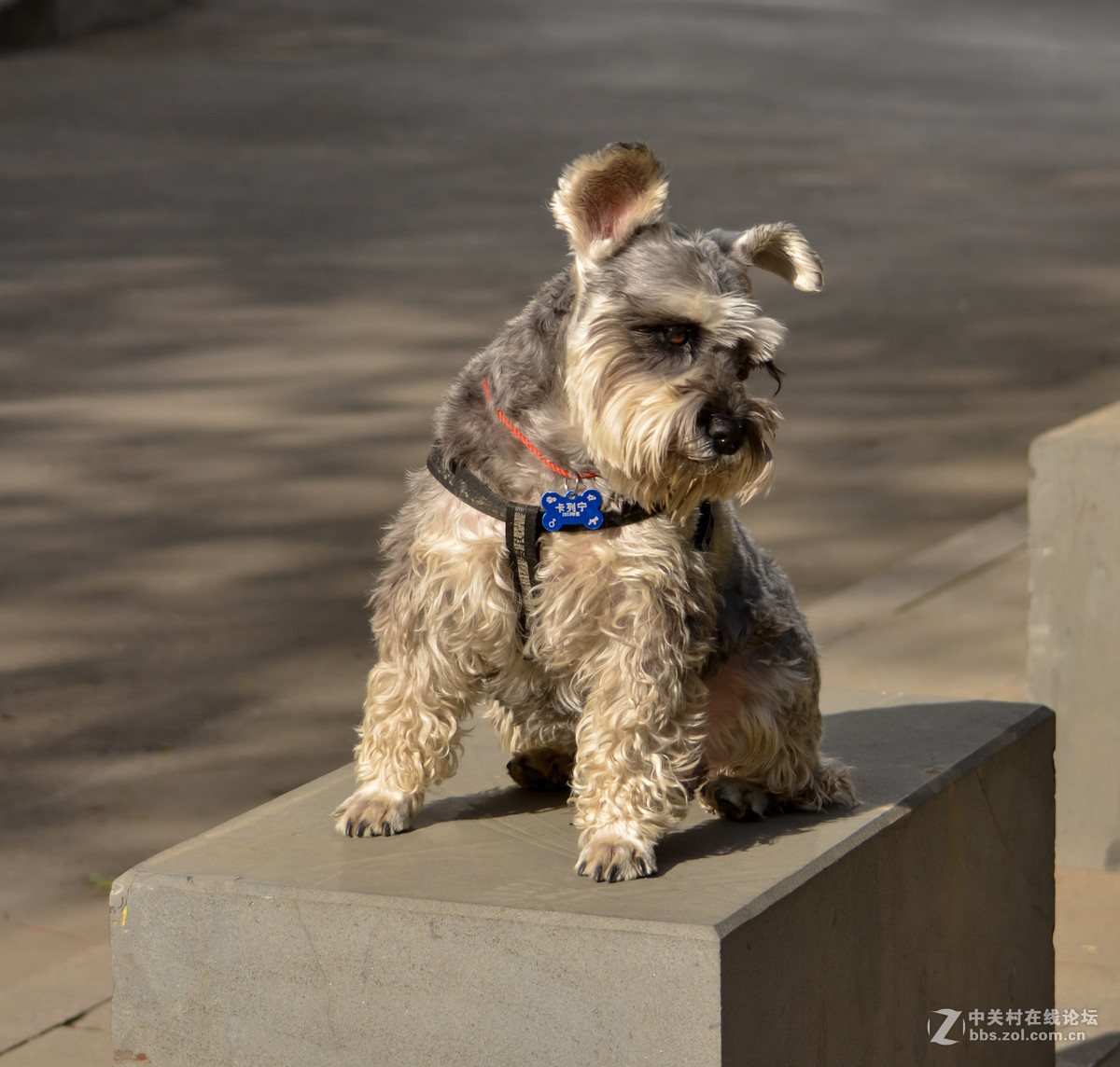 满脸长胡子的狗狗雪纳瑞