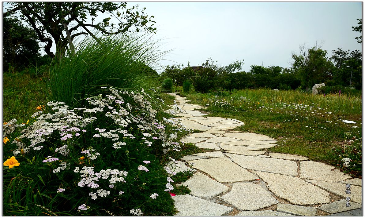 公园走走 拍 盛夏小景。