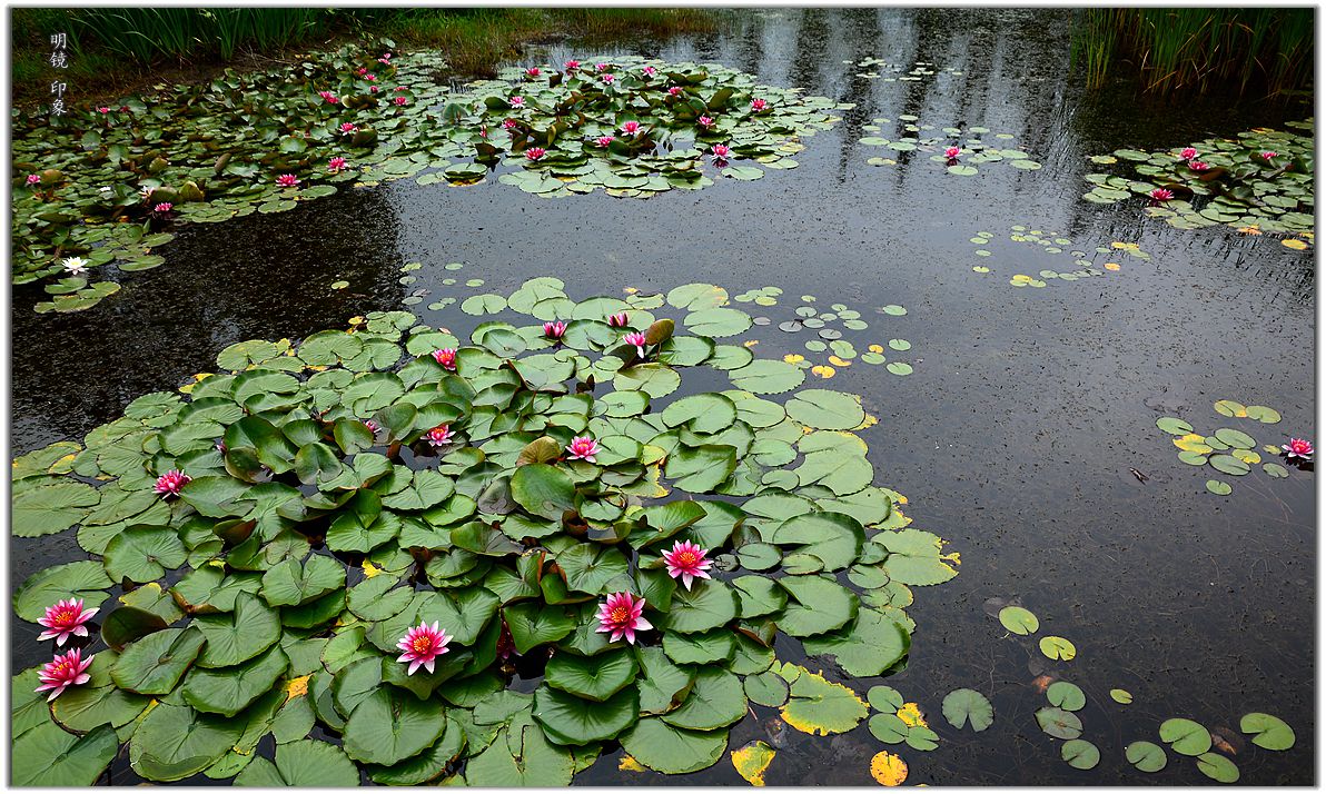 公园走走 拍 盛夏小景。