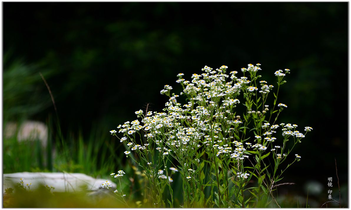 公园走走 拍 盛夏小景。