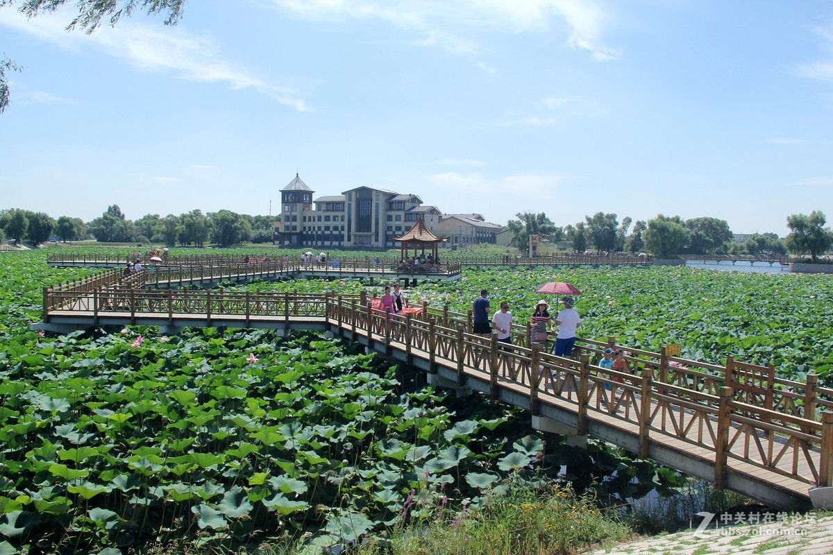荷花池摄于哈尔滨市道里区闫家岗农场太平湖