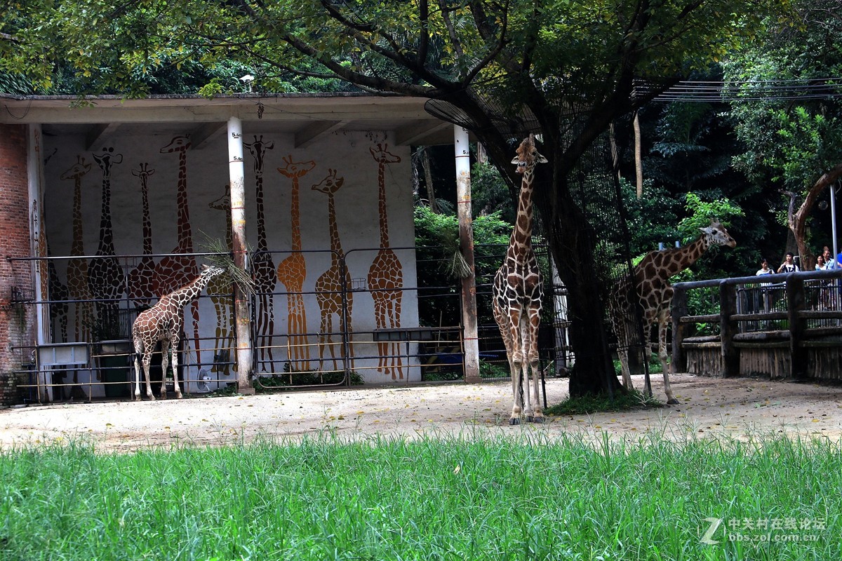 廣州動物園五