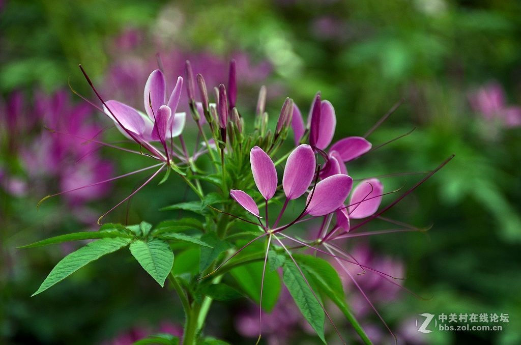 酔  蝶  草  花 ----------（2）