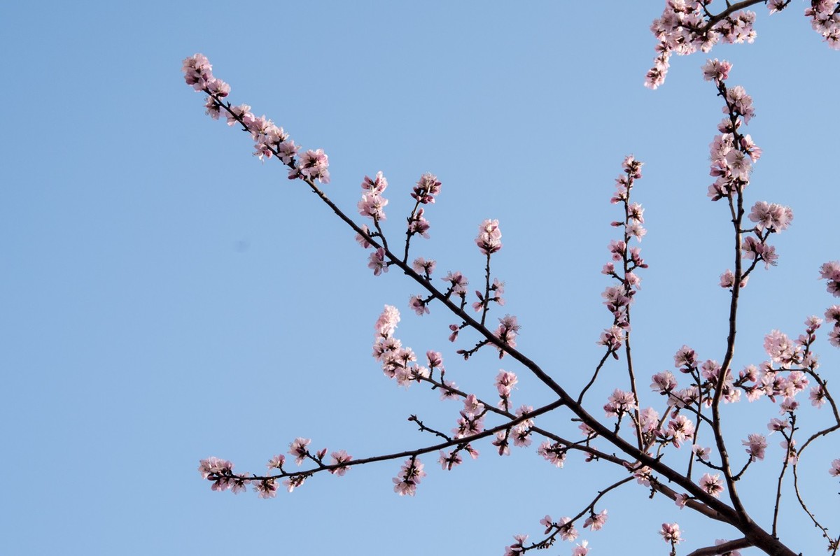 东北长春报春的桃花
