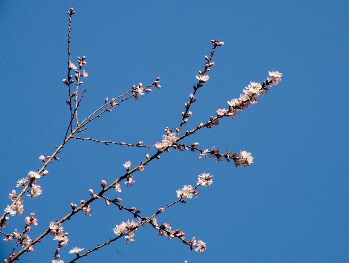 东北长春报春的桃花