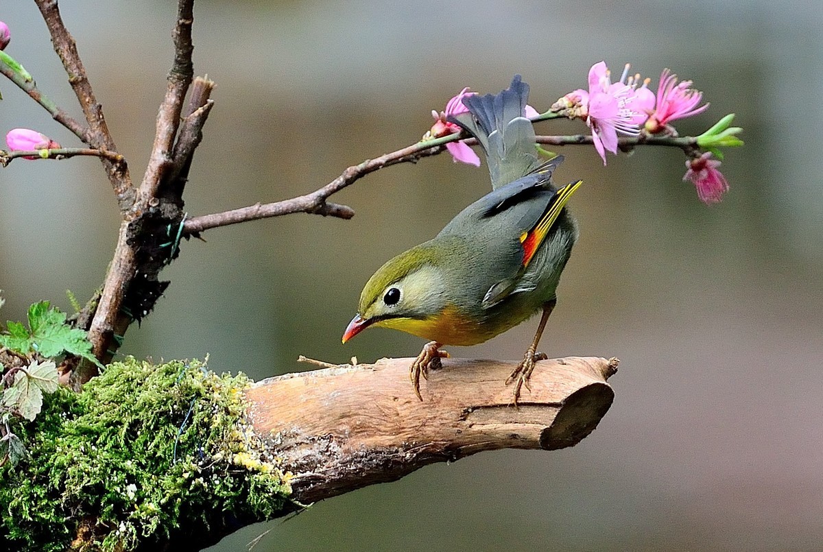 春季相思鳥