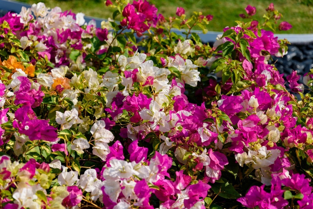 18-105不开防抖测试-深圳莲花山-勒杜鹃