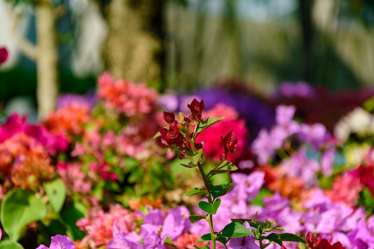 18-105不开防抖测试-深圳莲花山-勒杜鹃