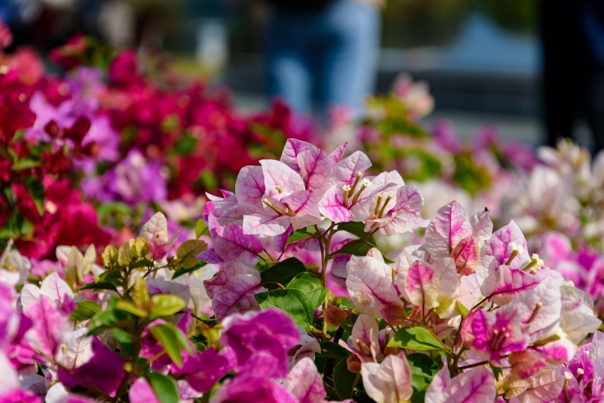 18-105不开防抖测试-深圳莲花山-勒杜鹃