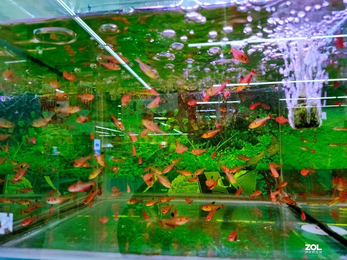 鱼趣