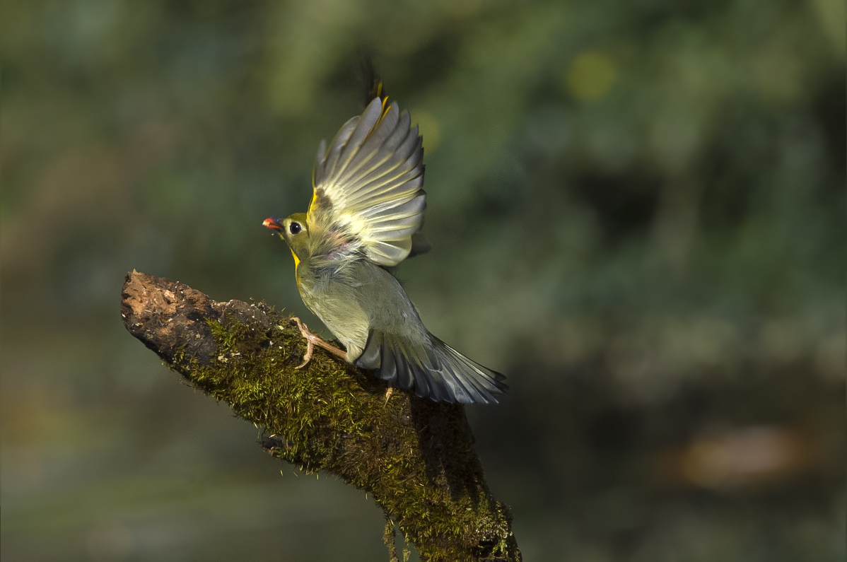 鸟趣： 相思与麻雀