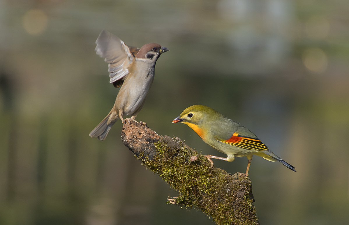 鸟趣： 相思与麻雀