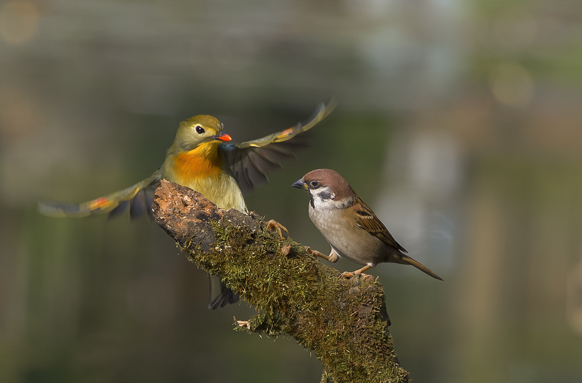 鸟趣： 相思与麻雀