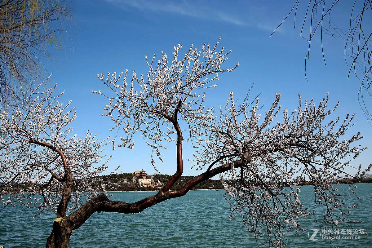 颐和园西堤春光