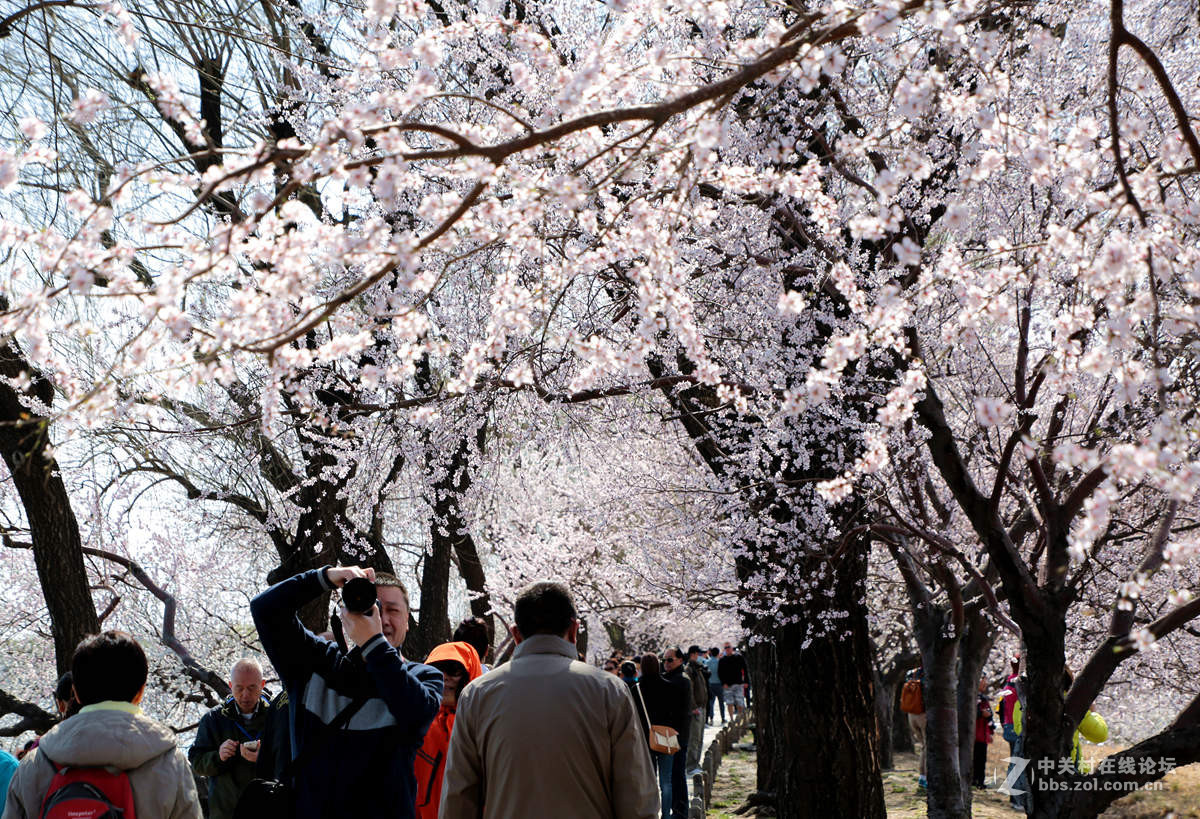 颐和园西堤春光