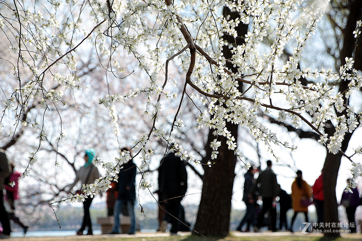 颐和园西堤春光