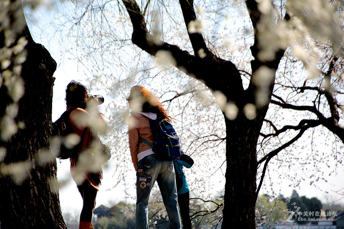 颐和园西堤春光