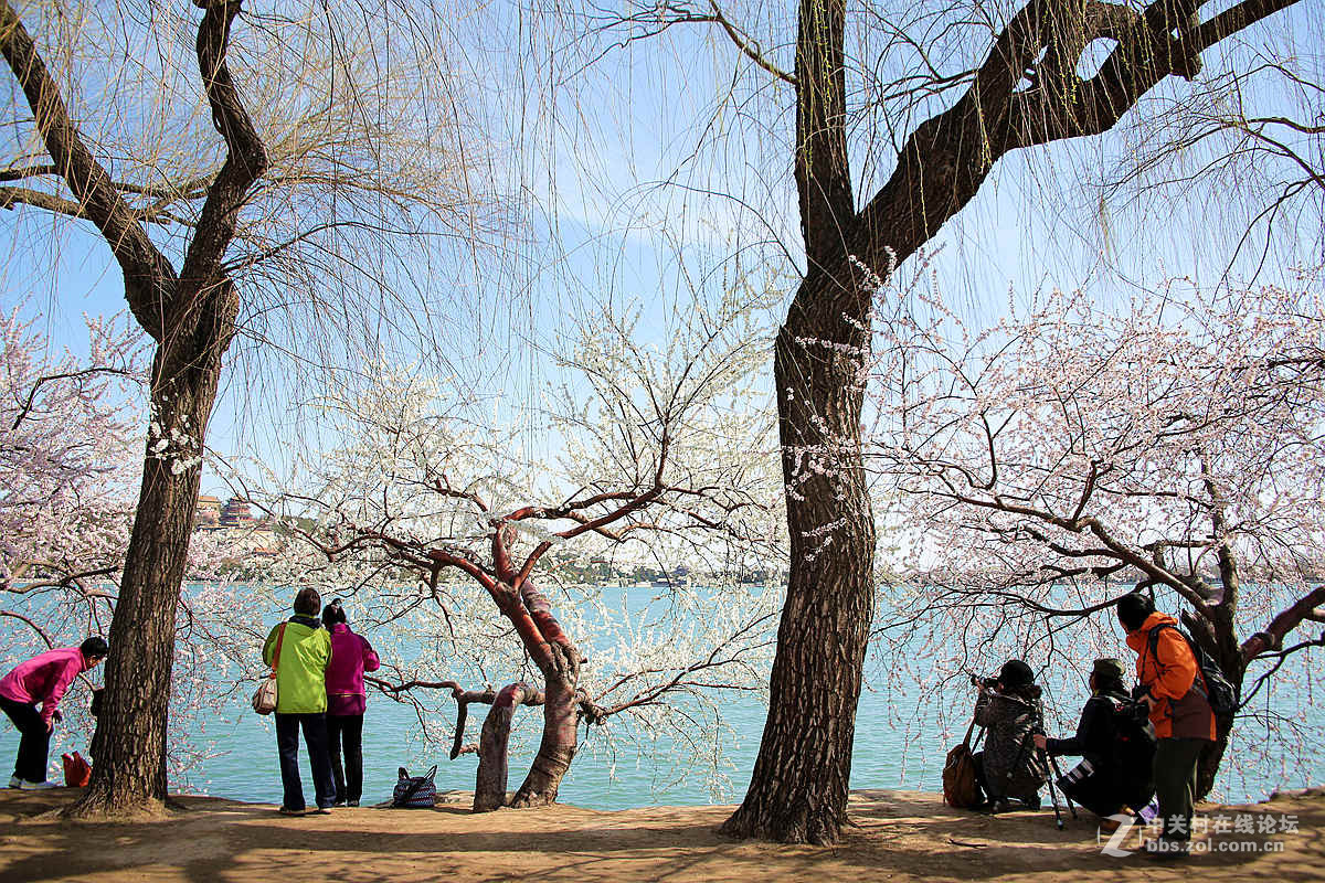 颐和园西堤春光