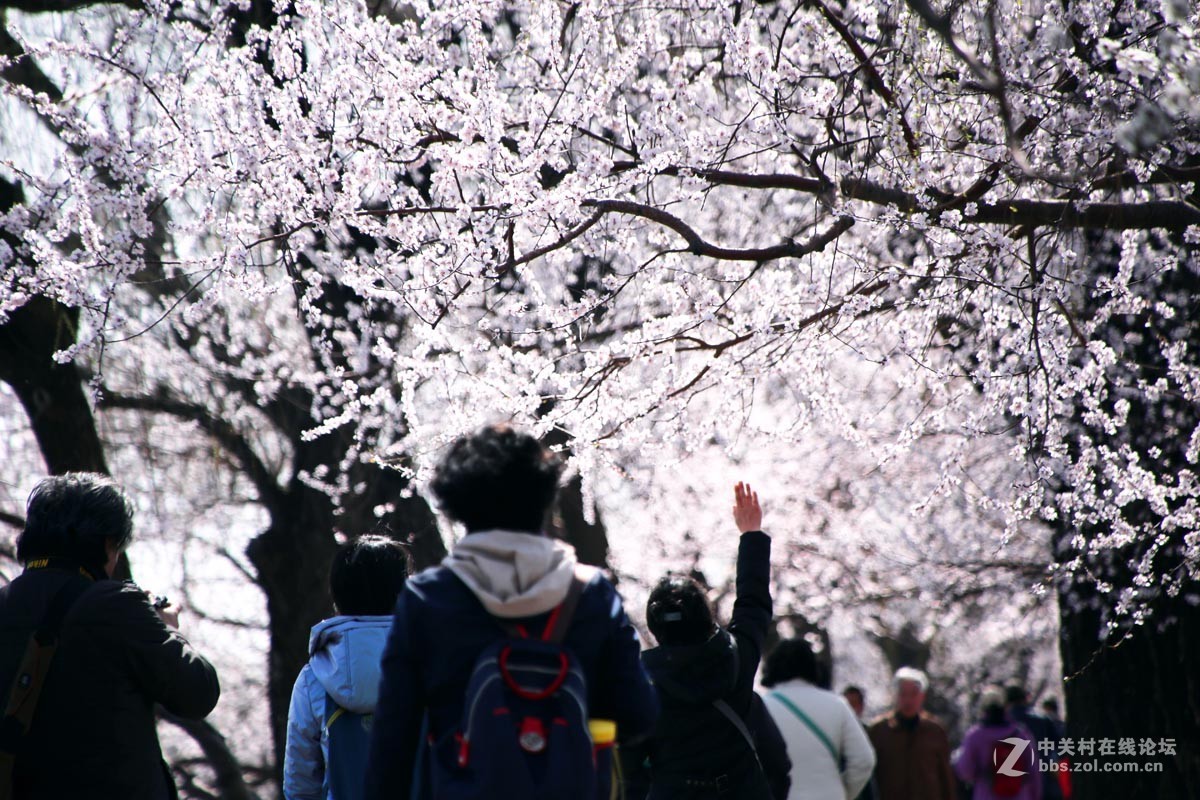 颐和园西堤春光