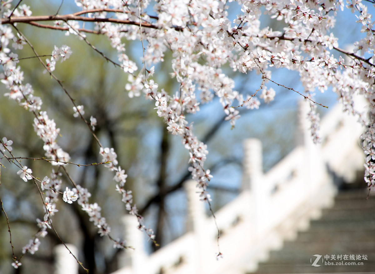 颐和园西堤春光