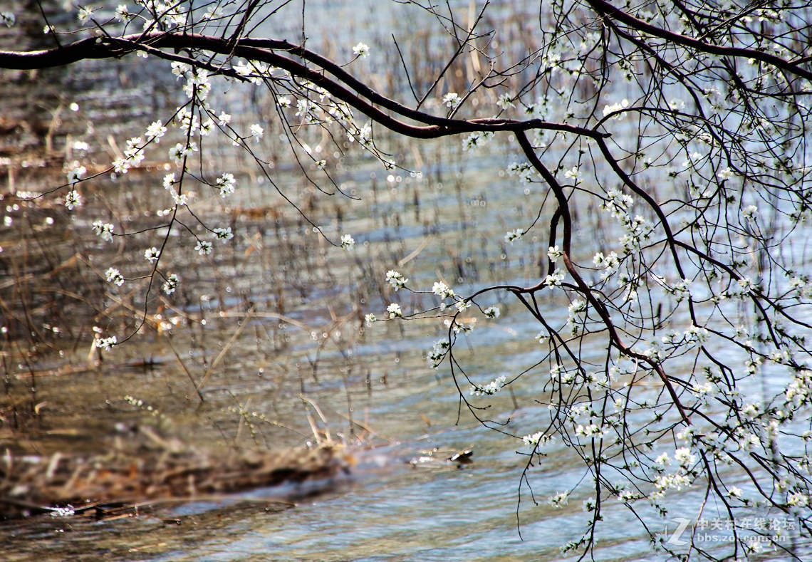 颐和园西堤春光