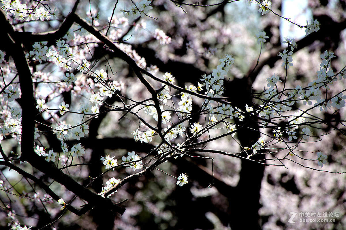 颐和园西堤春光