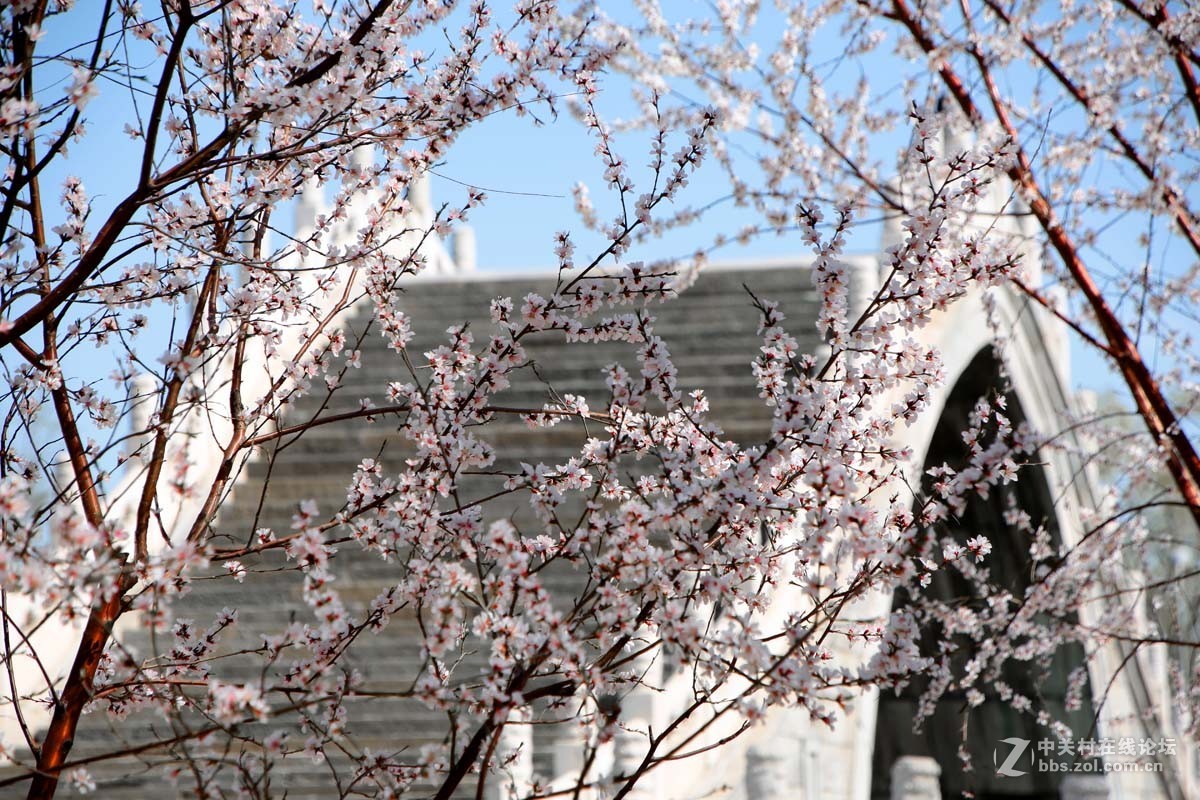 颐和园西堤春光