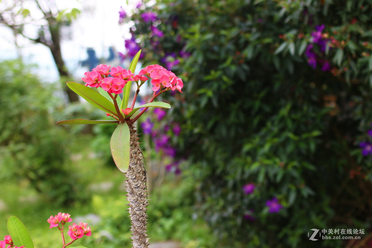 《中国宝岛美丽台湾》之行掠影—打狗英国领事馆