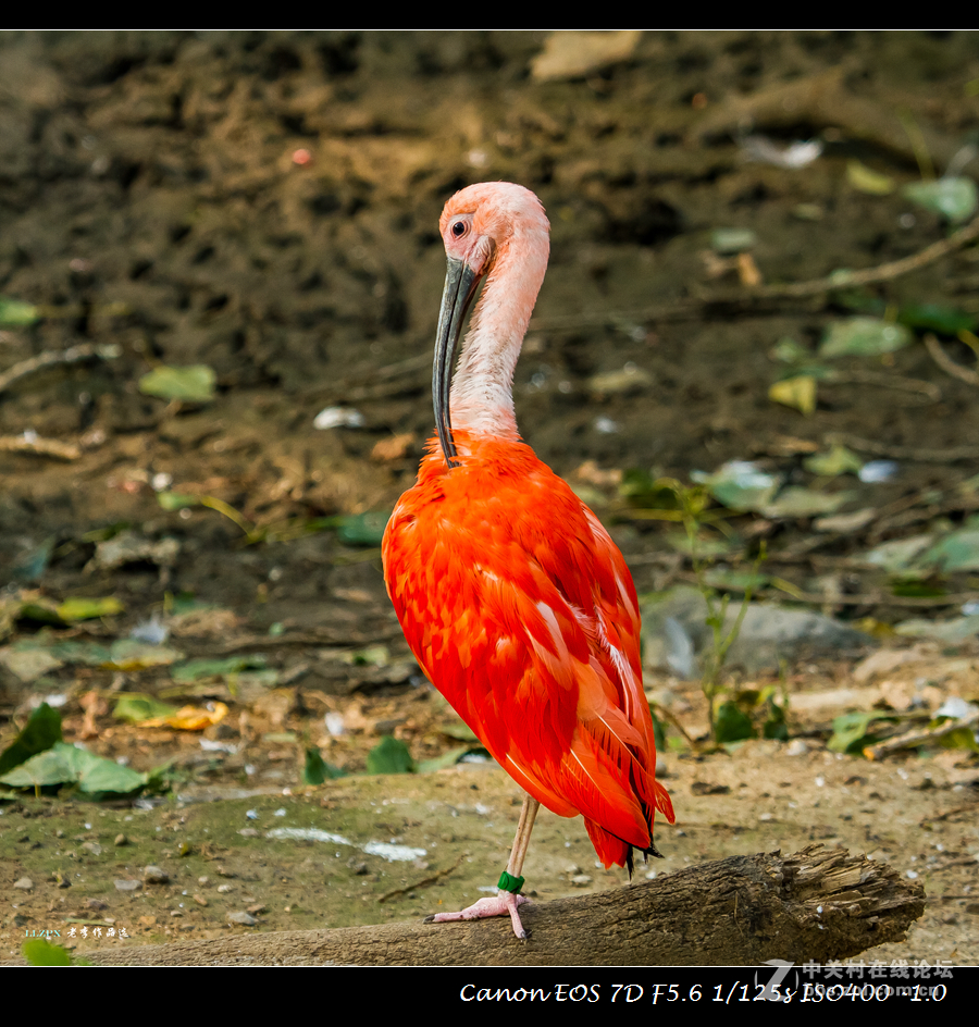 动物园随拍美洲红鹳