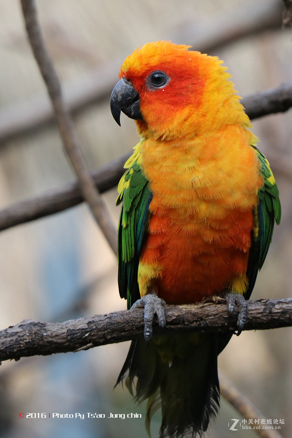 80D，18－135套机试拍！