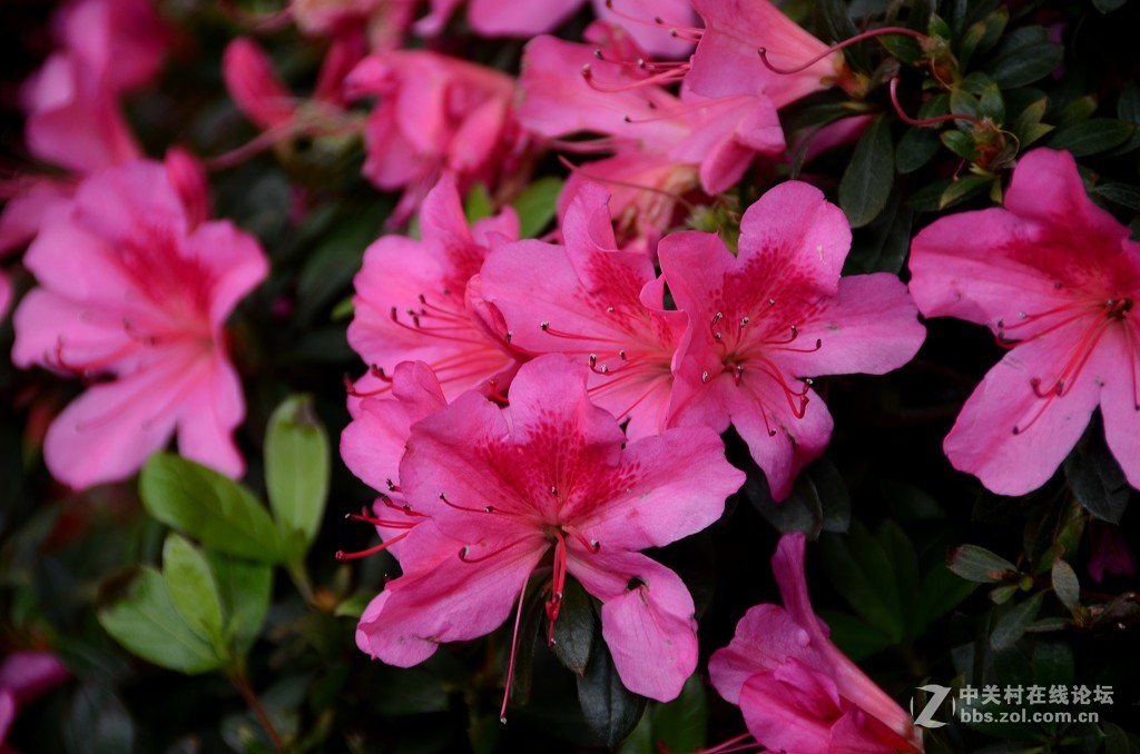 杜 鹃 花 ---------。