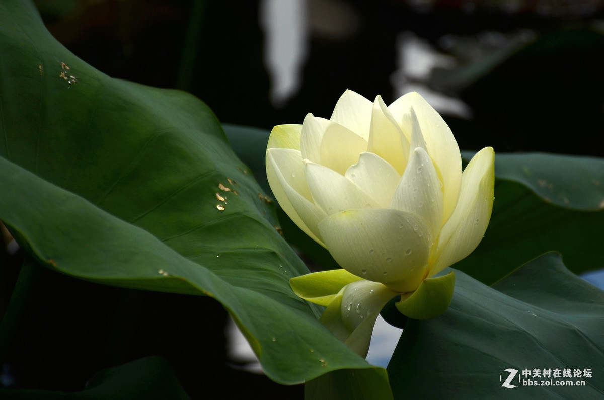 #版主坐堂#小五星空(中国)2017年6月精品荟萃