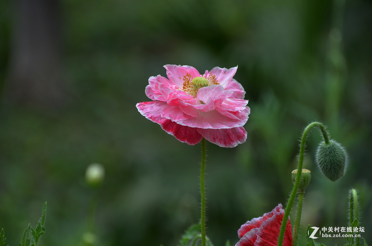#版主坐堂#小五星空(中国)2017年6月精品荟萃
